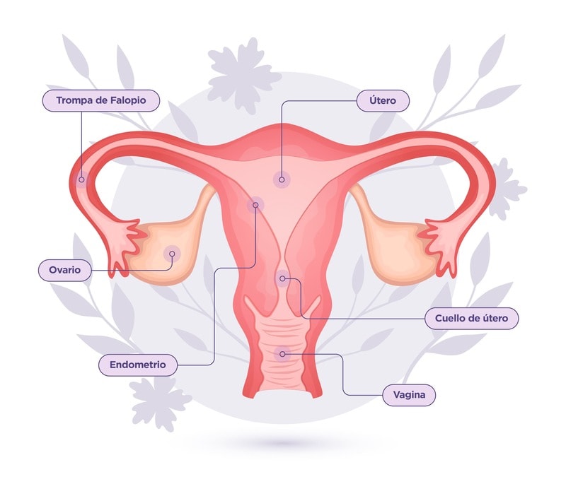 Ovarios en el aparato reproductor femenino