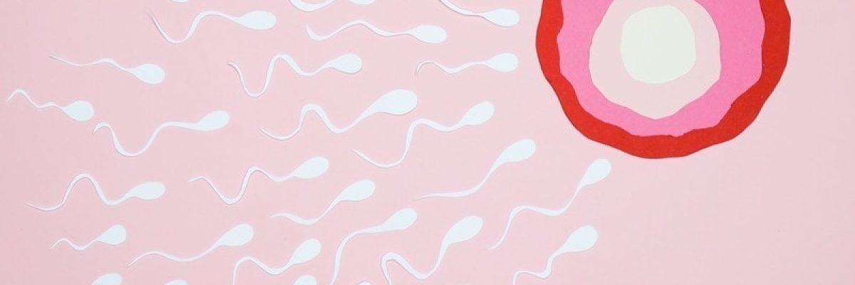 ¿Qué es un ovocito?